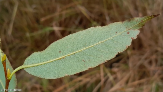 Salix pentandra