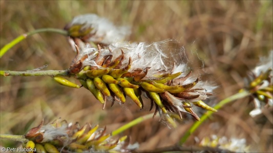 Salix pentandra