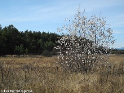 Salix pentandra – vrba pětimužná
