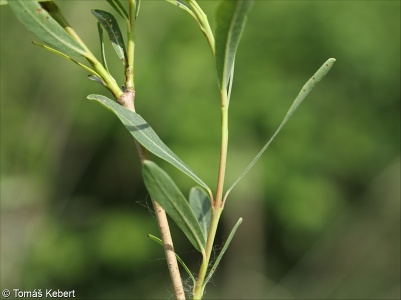 Salix purpurea – vrba nachová