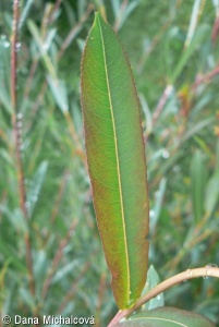 Salix purpurea – vrba nachová