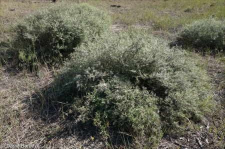 Salix rosmarinifolia – vrba rozmarýnolistá