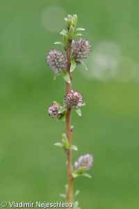 Salix rosmarinifolia – vrba rozmarýnolistá