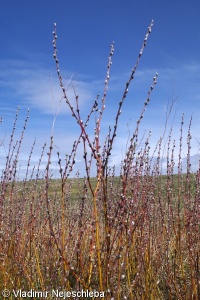 Salix repens agg. – okruh vrby plazivé