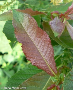 Salix silesiaca