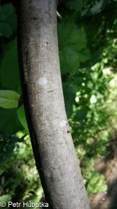 Salix silesiaca – vrba slezská