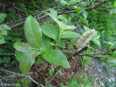Salix silesiaca – vrba slezská