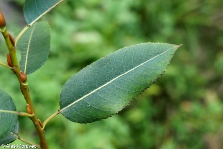 Salix triandra – vrba trojmužná