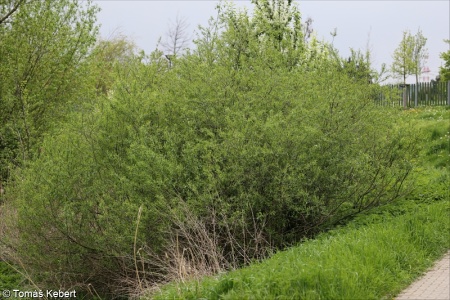 Salix triandra subsp. triandra