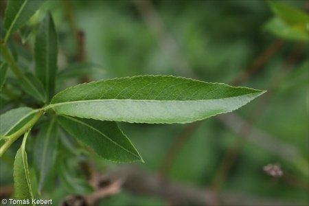 Salix triandra subsp. triandra – vrba trojmužná pravá
