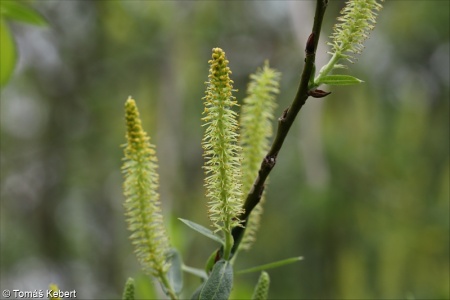 Salix triandra subsp. triandra – vrba trojmužná pravá
