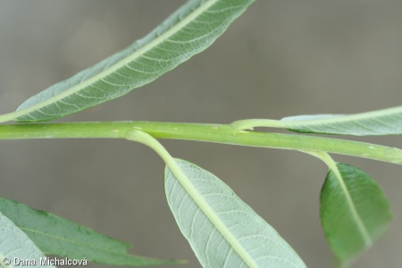 Salix viminalis – vrba košíkářská
