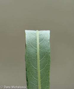 Salix viminalis – vrba košíkářská