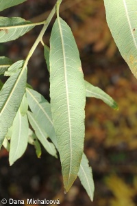 Salix ×holosericea – vrba košíkářská × v. popelavá