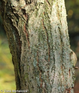 Salix x holosericea