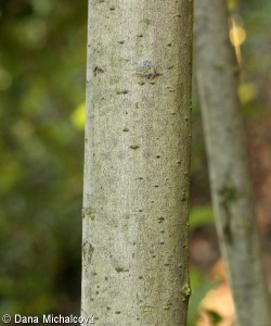 Salix ×dichroa – vrba nachová × v. ušatá