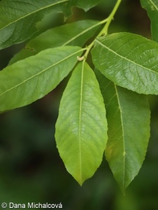 Salix ×dichroa – vrba nachová × v. ušatá