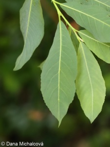 Salix x dichroa