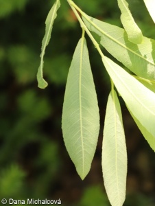 Salix ×pontederana – vrba nachová × v. popelavá