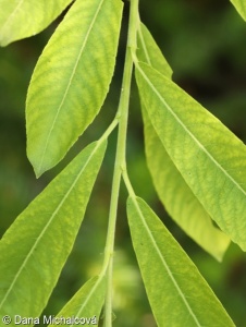 Salix ×pontederana – vrba nachová × v. popelavá