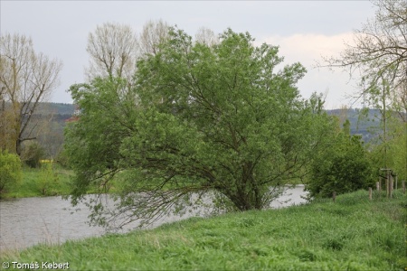 Salix ×rubens – vrba bílá × v. křehká