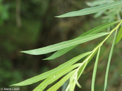 Salix ×rubra – vrba košíkářská × v. nachová
