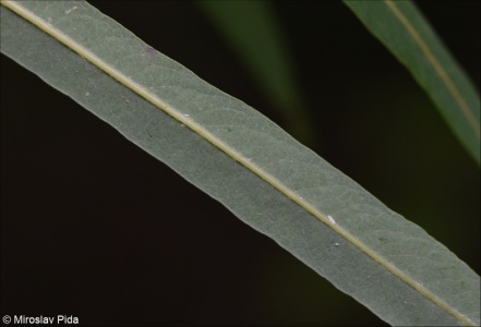 Salix ×rubra – vrba košíkářská × v. nachová
