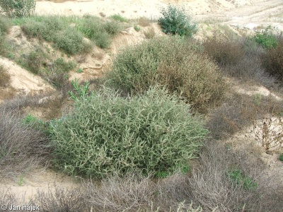 Salsola tragus subsp. tragus