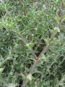 Salsola tragus subsp. tragus – slanobýl obecný pravý