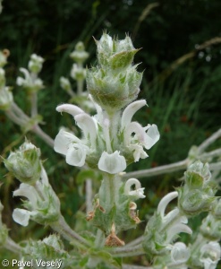Salvia aethiopis – šalvěj etiopská