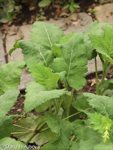Salvia amplexicaulis