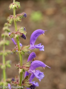 Salvia amplexicaulis