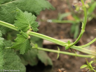 Salvia amplexicaulis