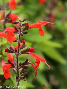 Salvia coccinea