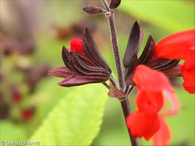 Salvia coccinea