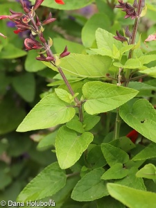 Salvia coccinea