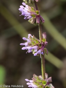 Salvia dumetorum