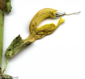 Salvia glutinosa – šalvěj lepkavá