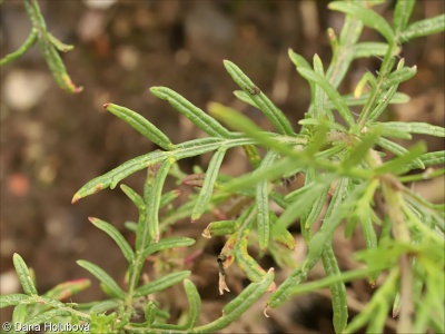 Salvia jurisicii