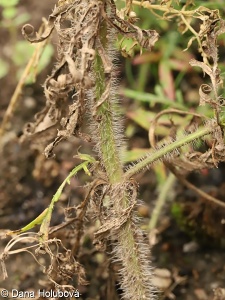 Salvia jurisicii