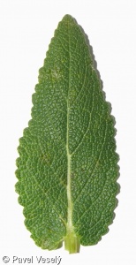 Salvia nemorosa – šalvěj hajní