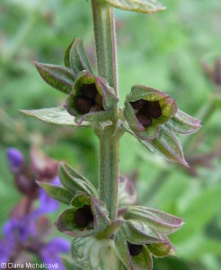Salvia nemorosa – šalvěj hajní