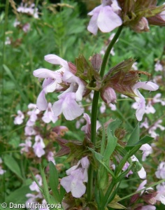 Salvia officinalis – šalvěj lékařská
