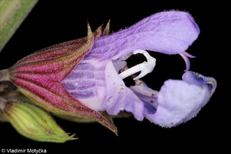 Salvia officinalis