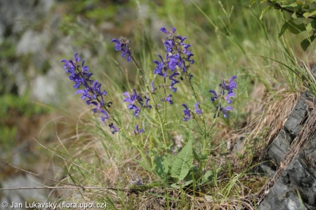 Salvia pratensis – šalvěj luční