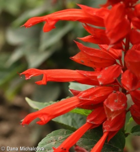 Salvia splendens – šalvěj zářivá