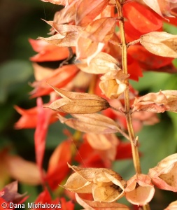Salvia splendens – šalvěj zářivá