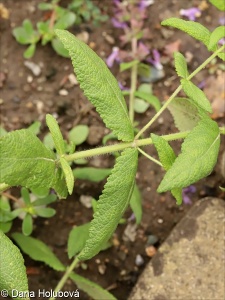 Salvia transsylvanica