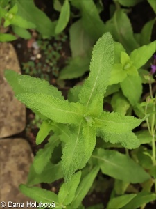 Salvia transsylvanica