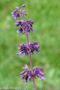 Salvia verticillata